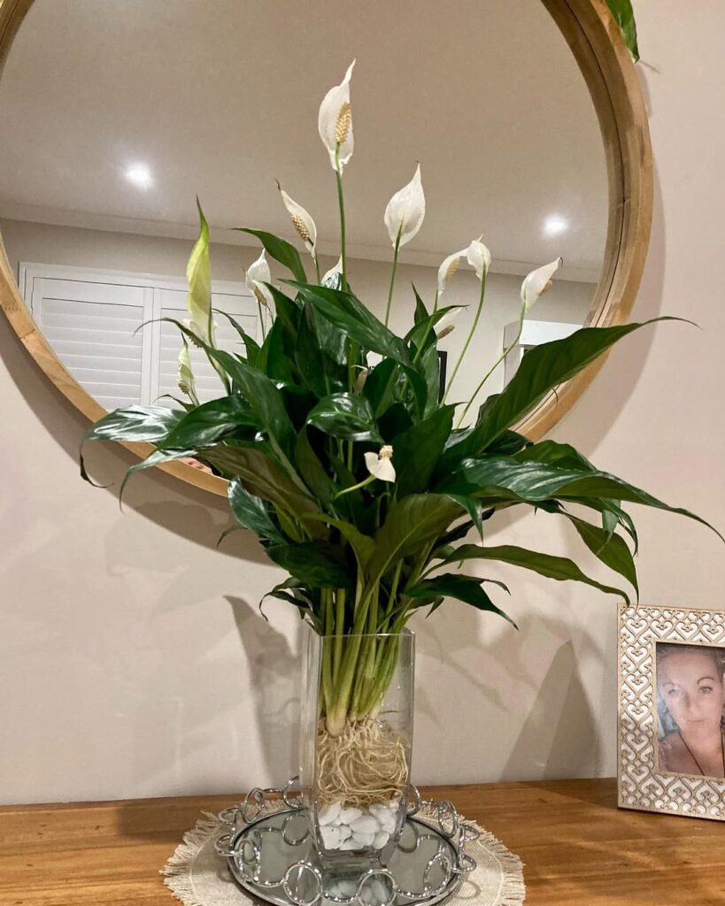 peace lily in water