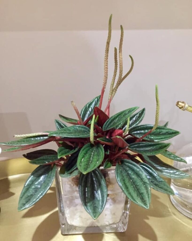 peperomia in water