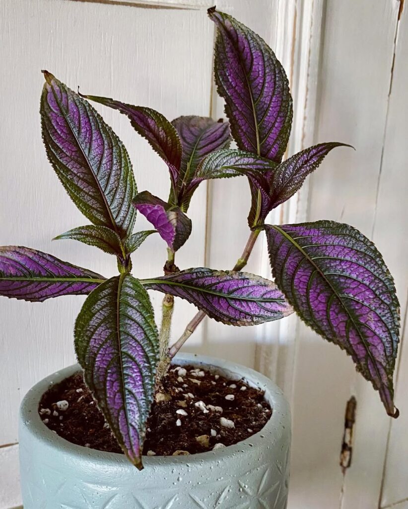 persian shield 1