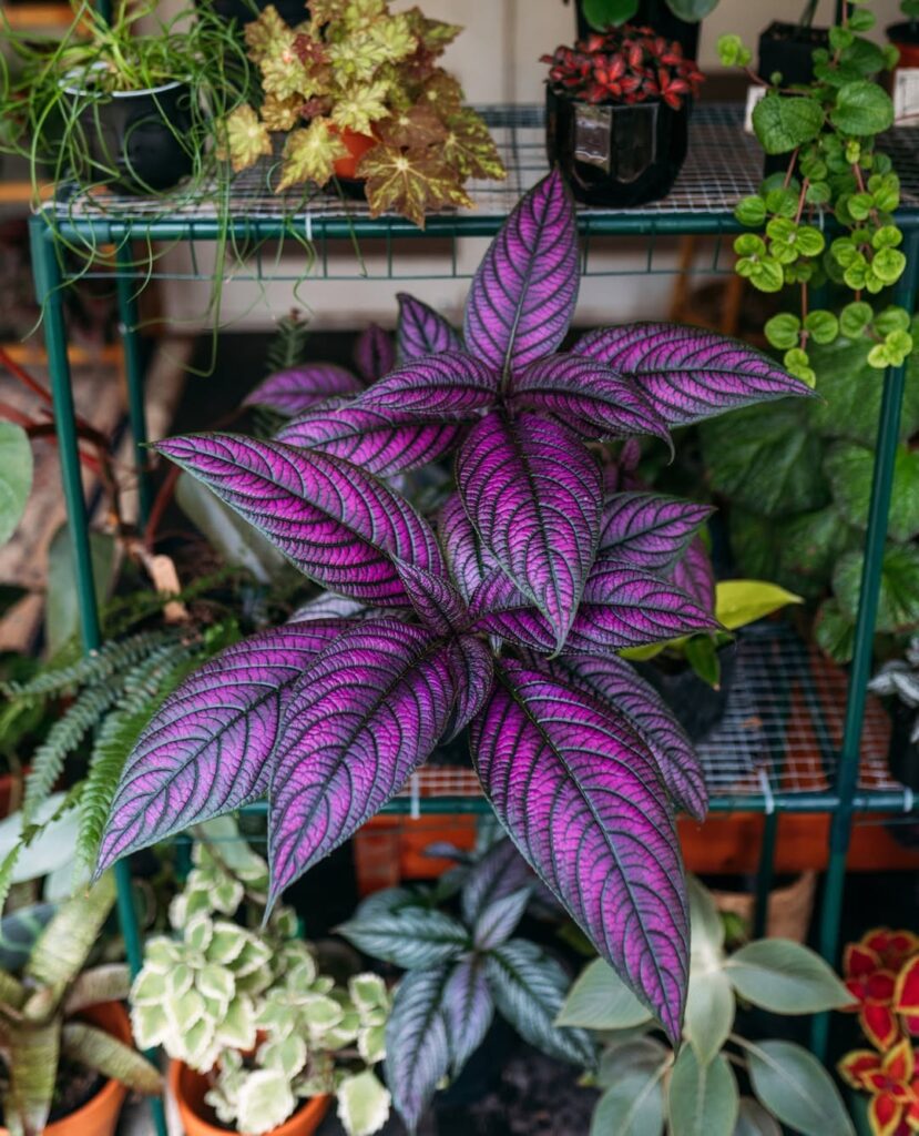 persian shield