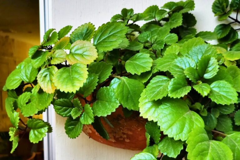pet friendly indoor vines