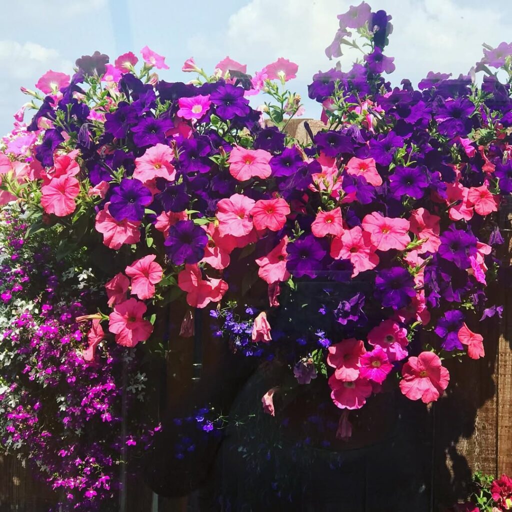 petunias
