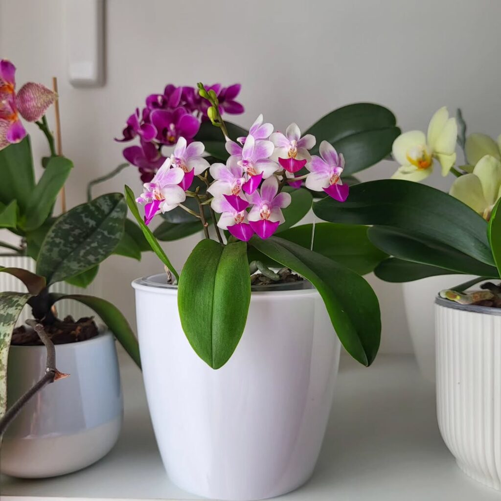 phalaenopsis orchid flowers indoors