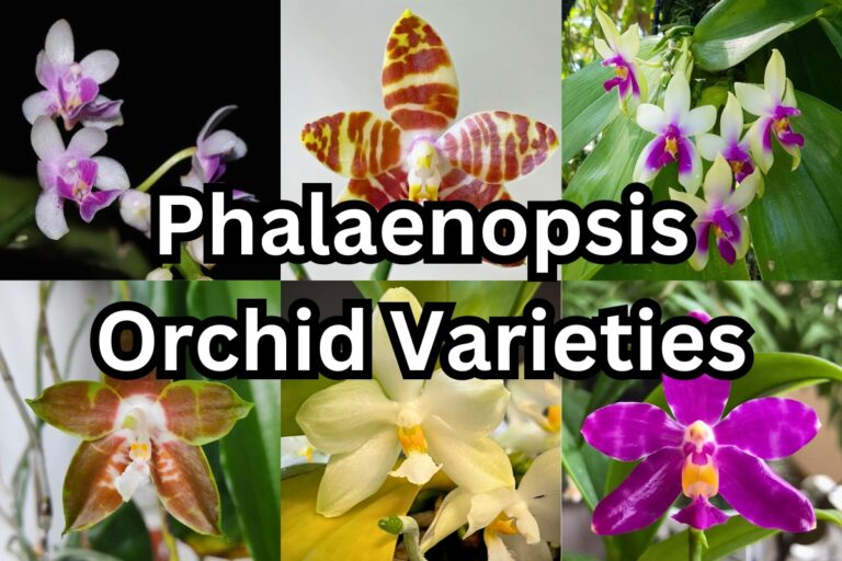 phalaenopsis orchids