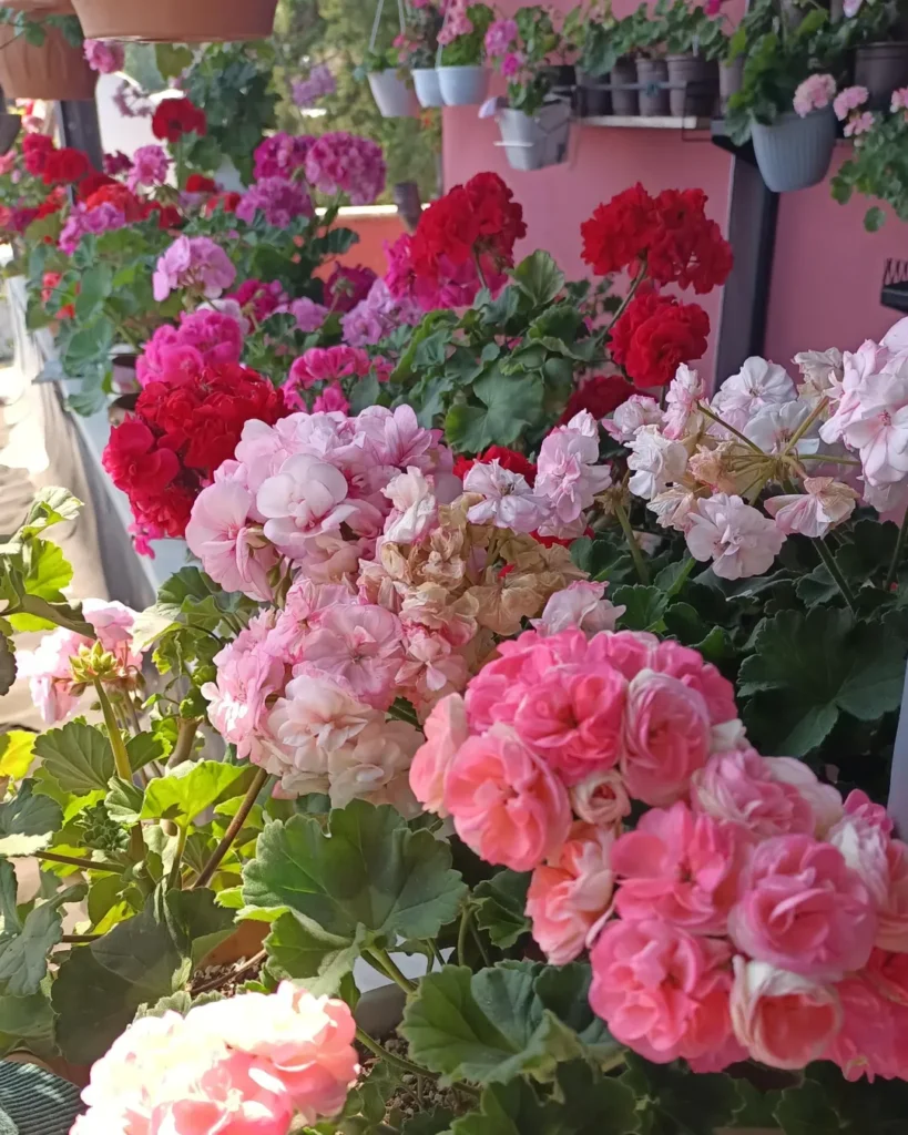 pink geraniums