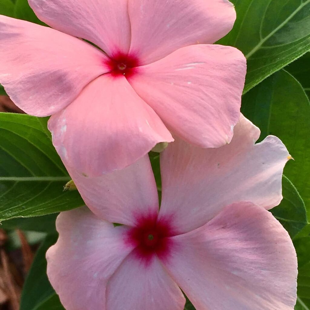 pink impatiens