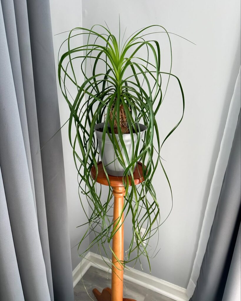 ponytail palm