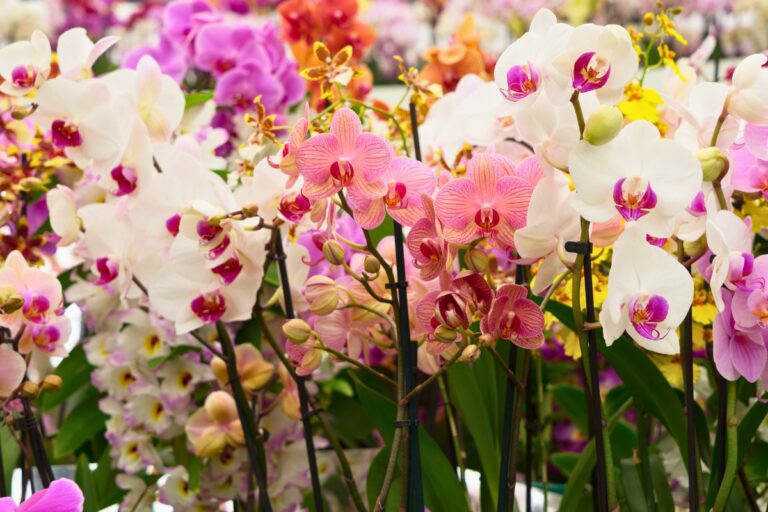 popular orchid varieties