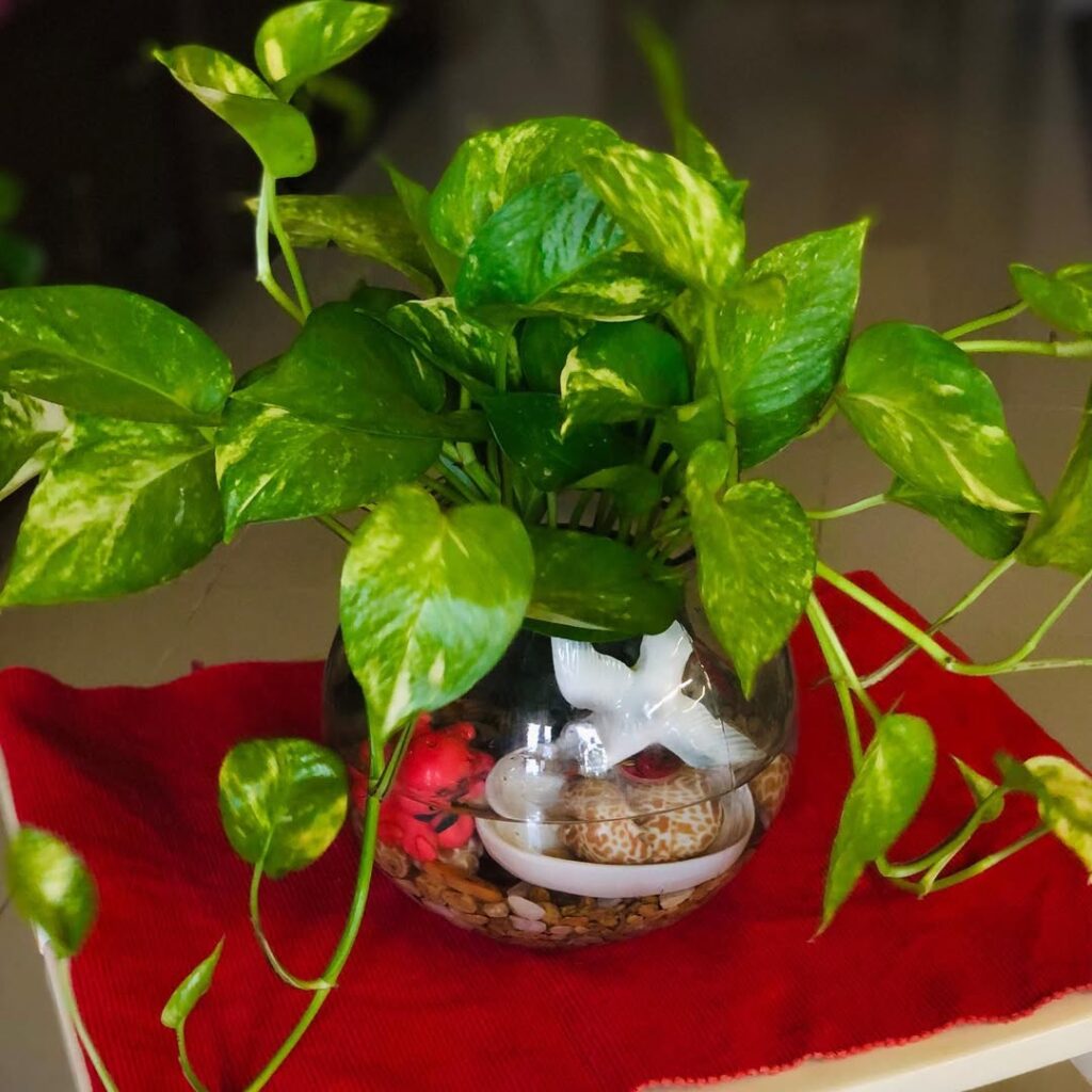 pothos in water