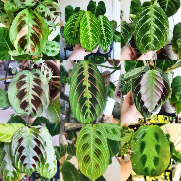 prayer plant 101