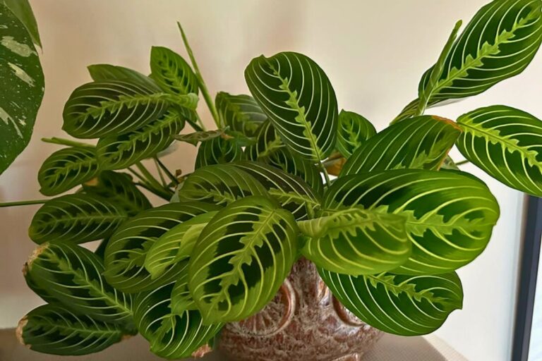 prayer plant and pets