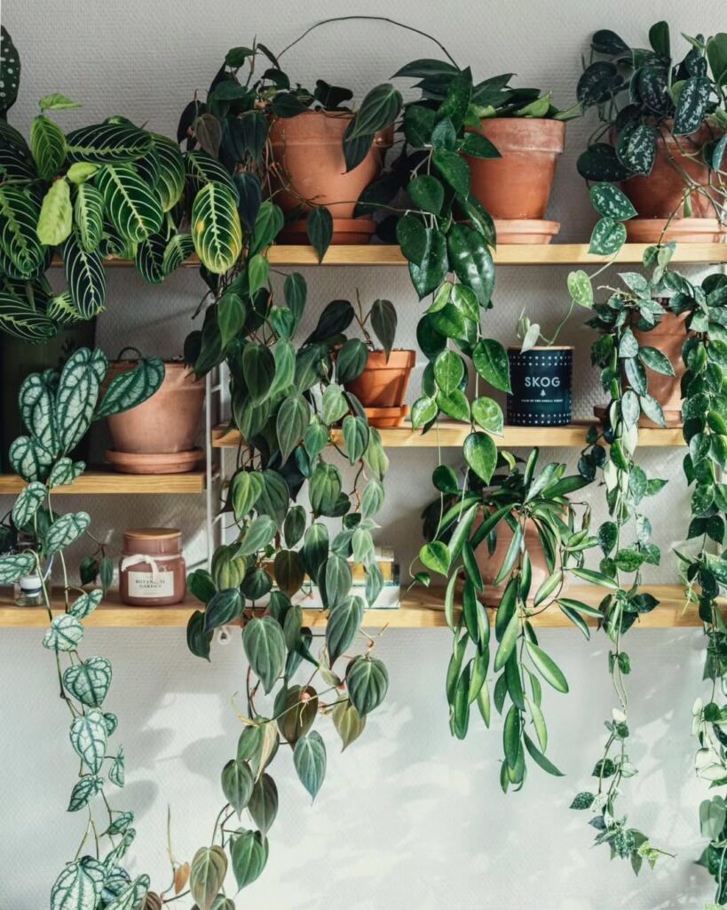 prayer plant and tropical plants