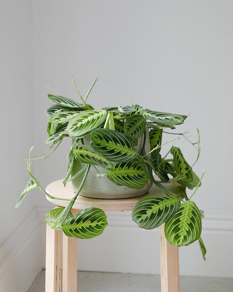 prayer plant centerpiece