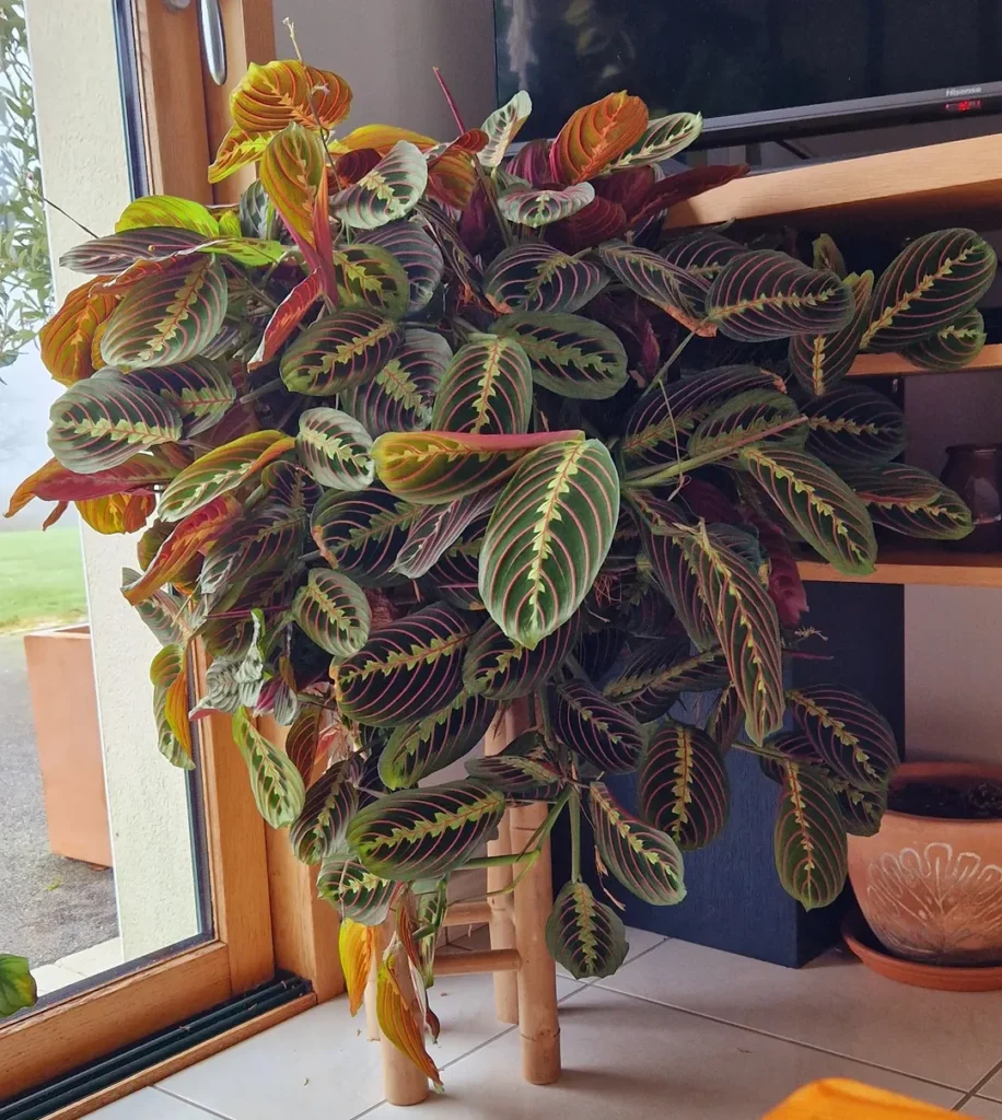 prayer plant corner