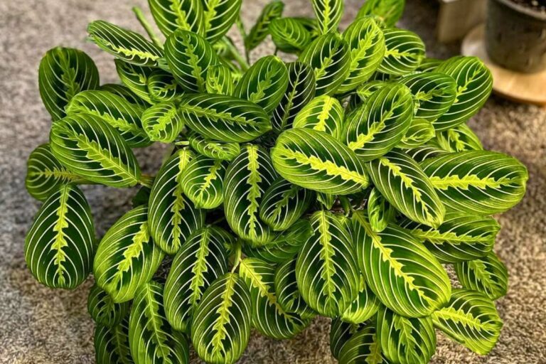 prayer plant indoor care