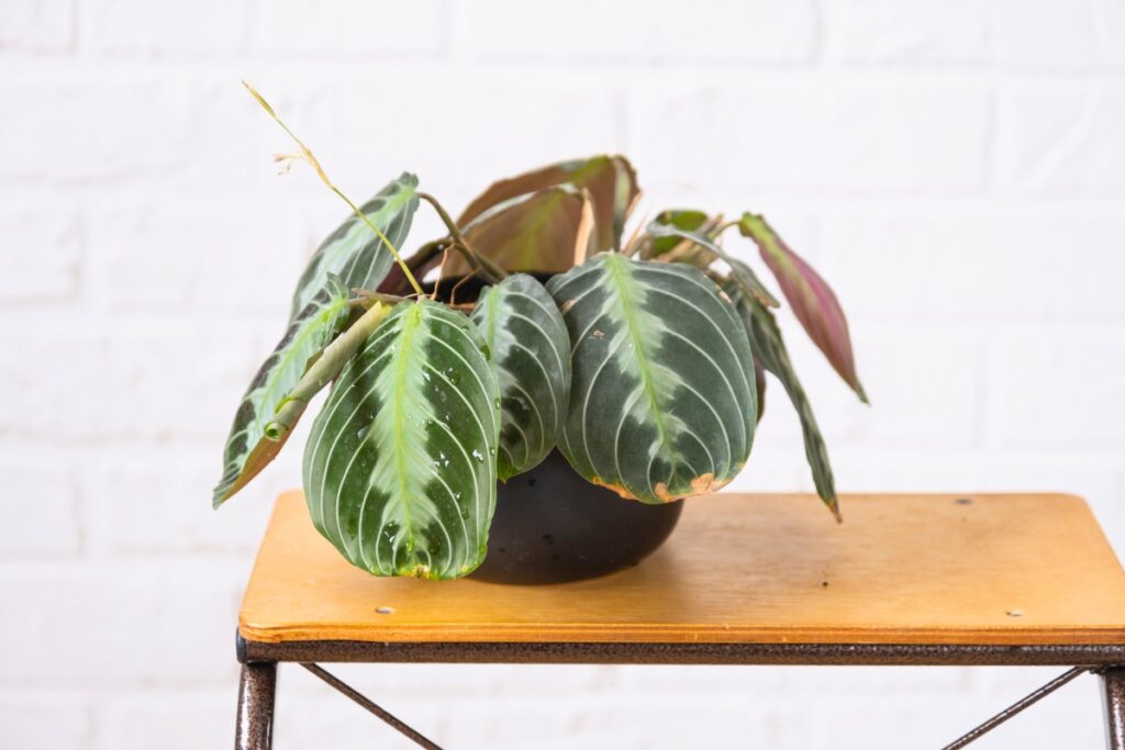 prayer plant low light