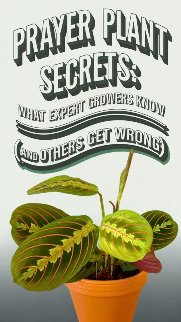 prayer plant myths 1
