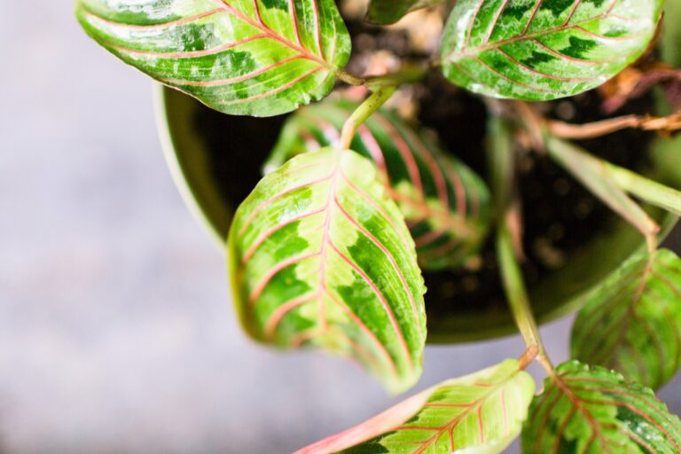 prayer plant myths