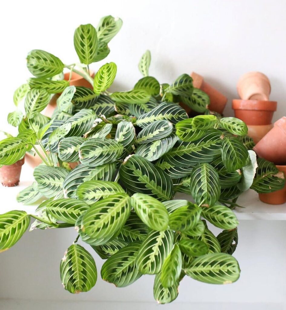 prayer plant on floating shelf