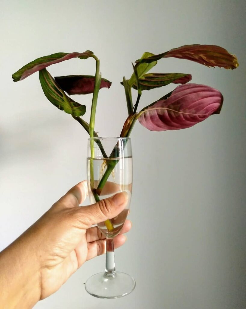 prayer plant propagation