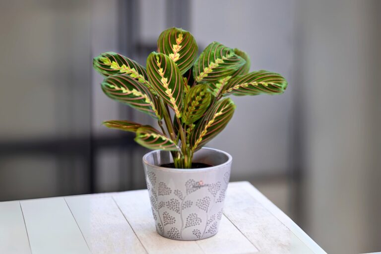 prayer plant styling