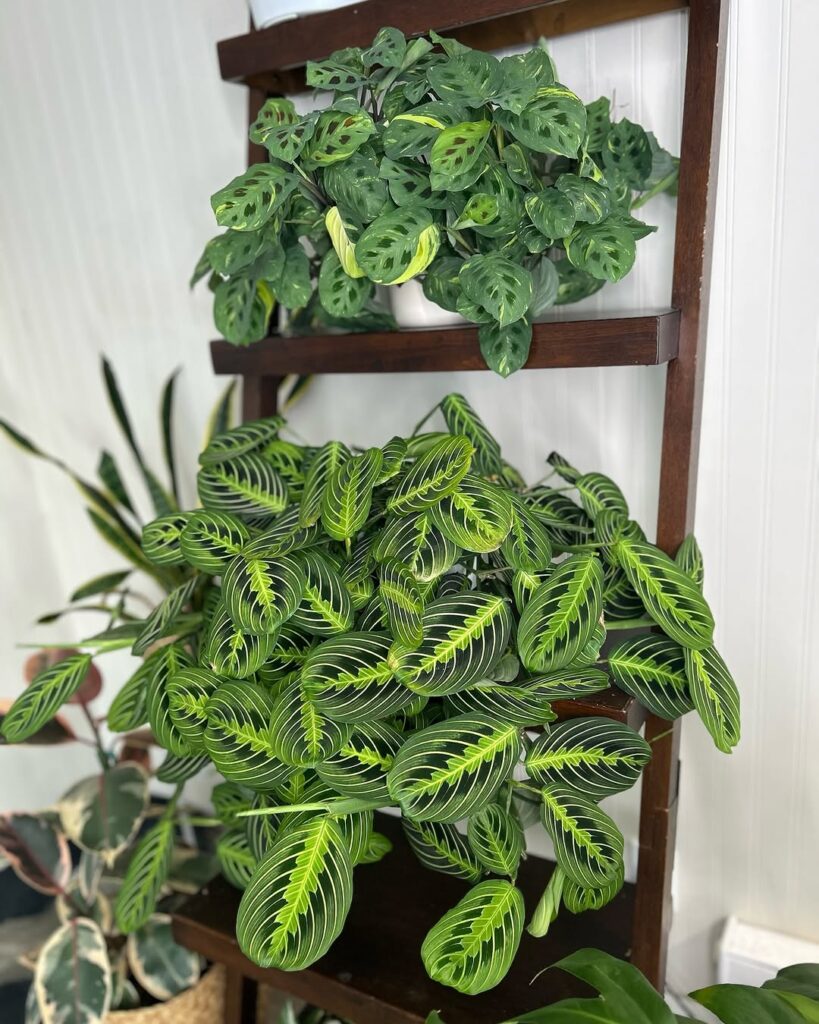 prayer plant wall
