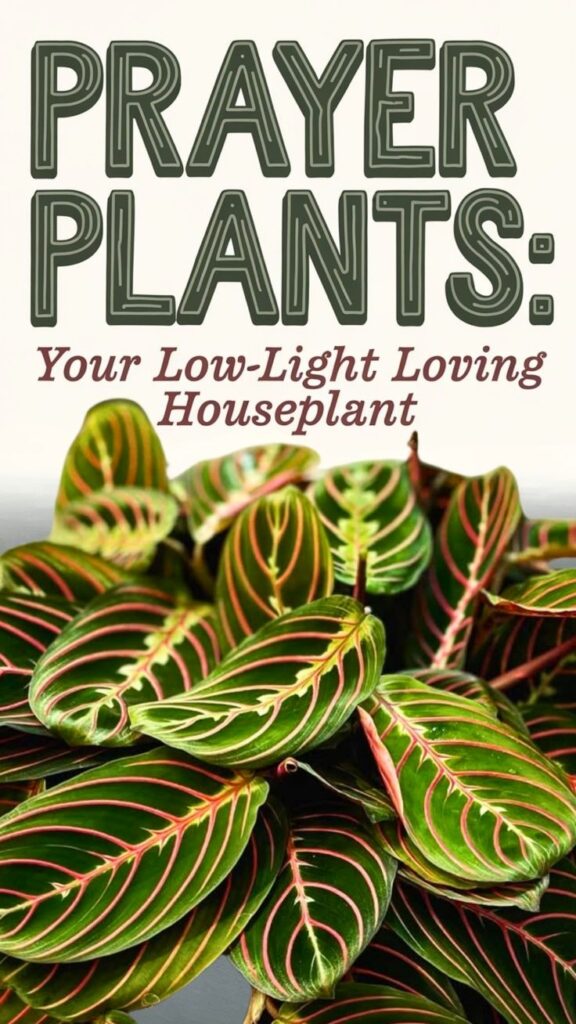 prayer plants low light
