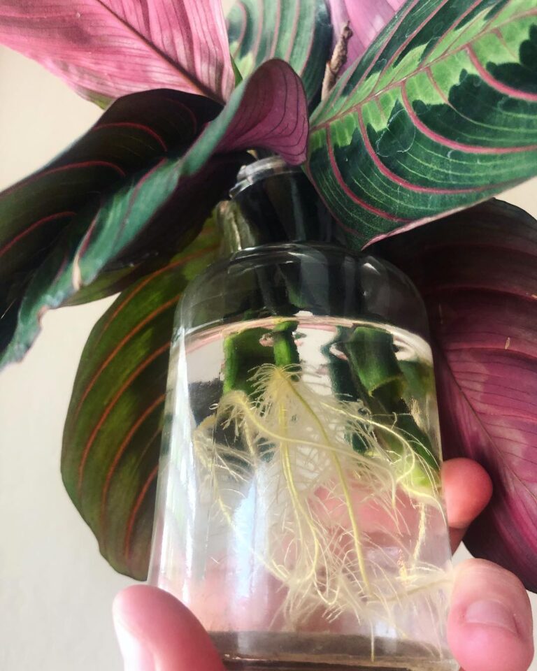 propagating prayer plants