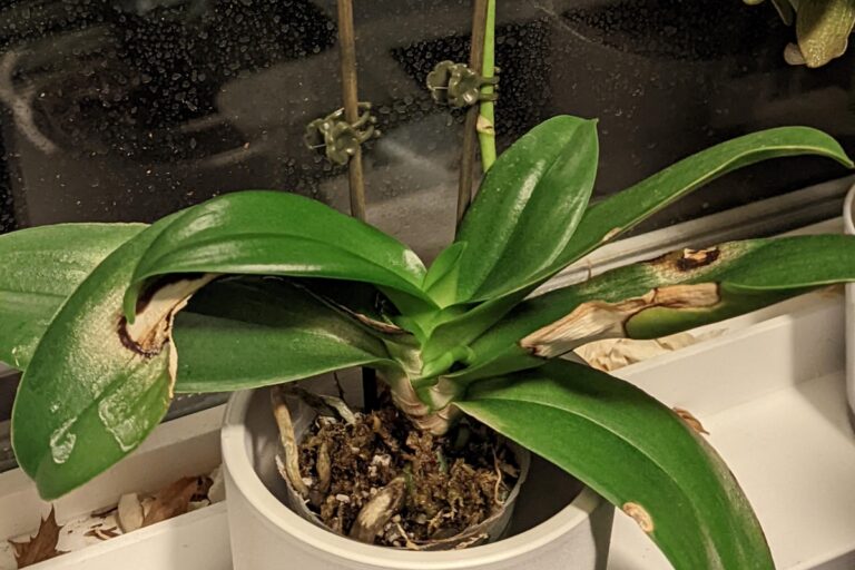 pruning Phalaenopsis Orchid