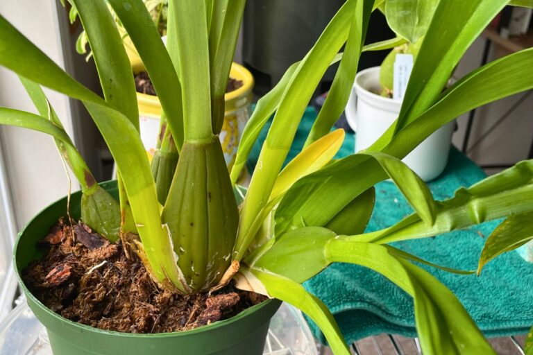 pruning tips for oncidium orchids