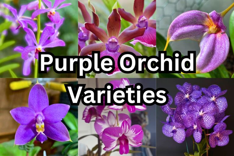 purple orchids