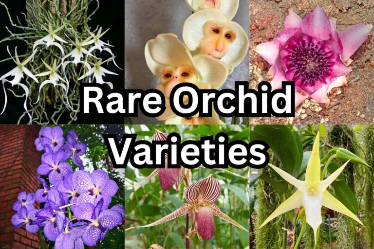 rare orchids