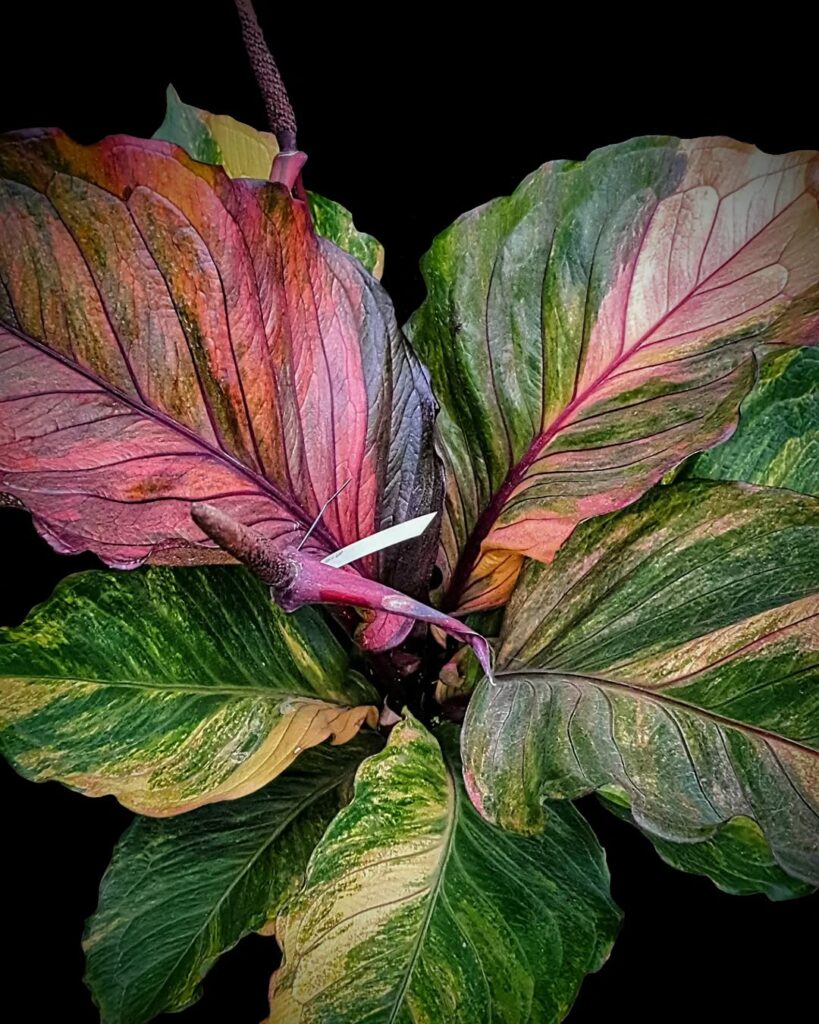 red dragon anthurium
