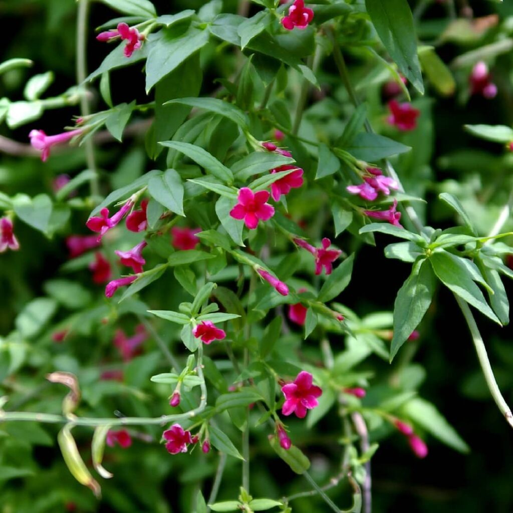 red jasmine
