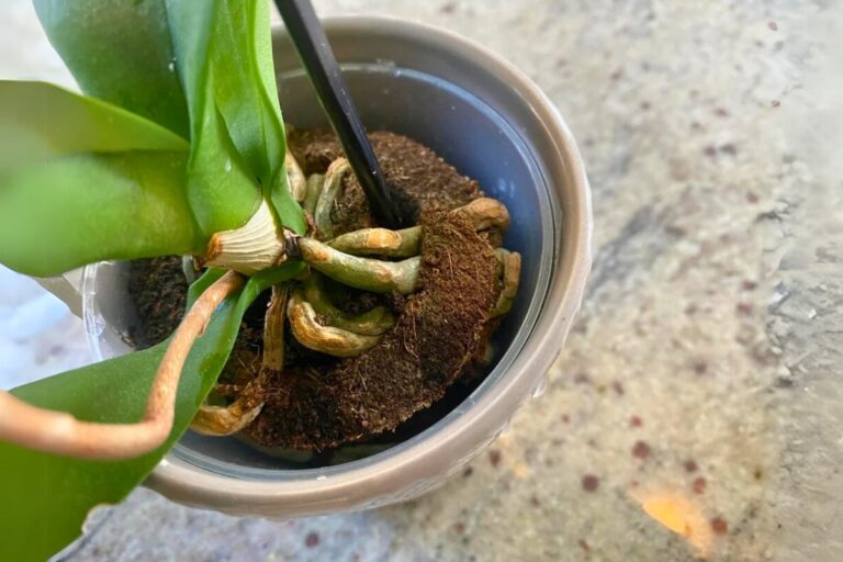 repot Phalaenopsis Orchid