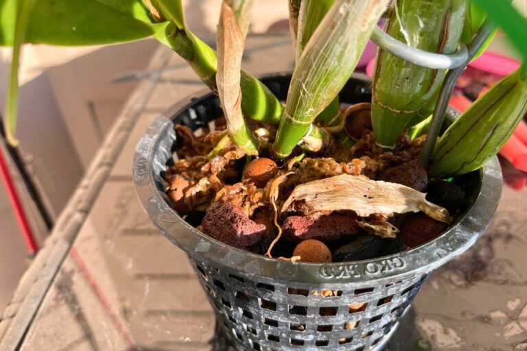 repot cattleya orchid