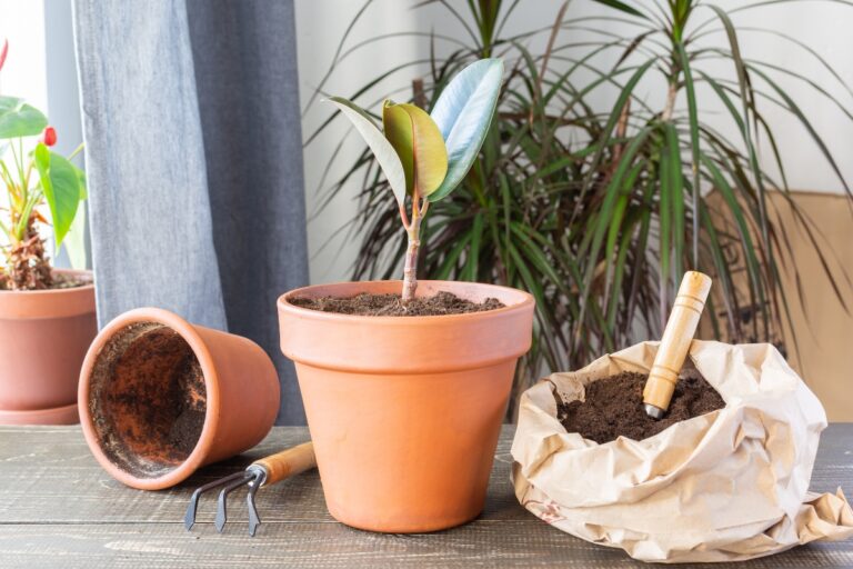 repot rubber plant