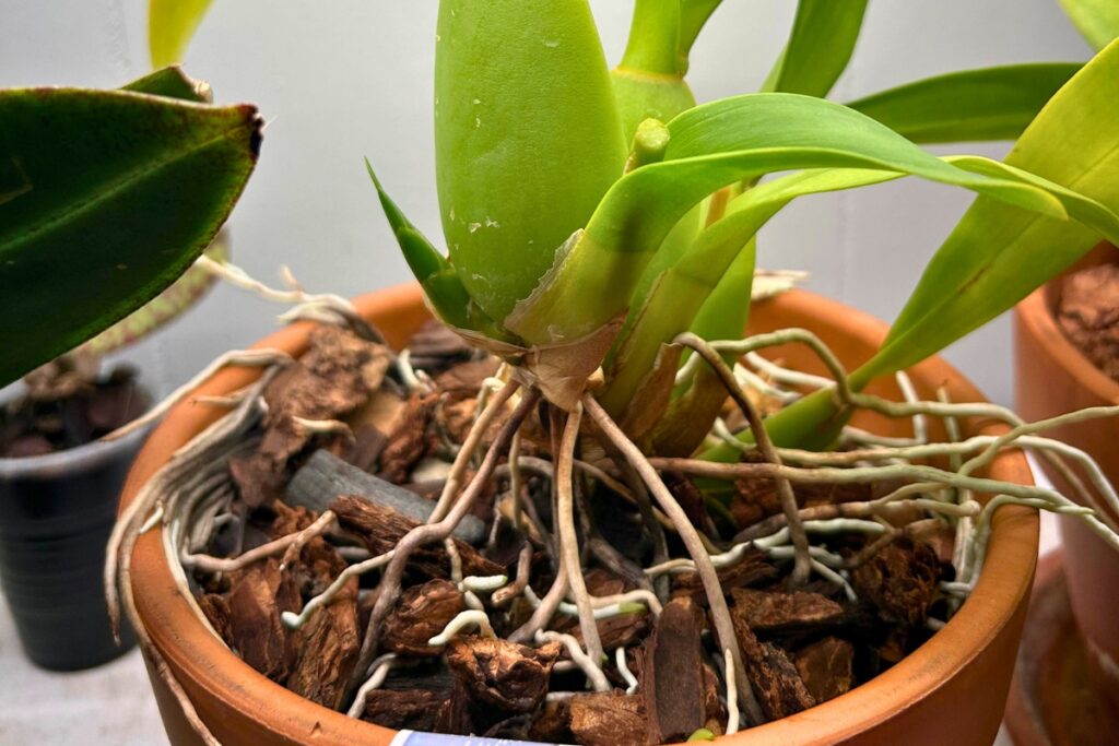 repotting oncidium orchid
