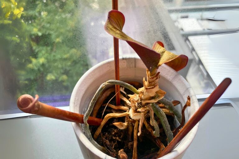 revive a dying orchid