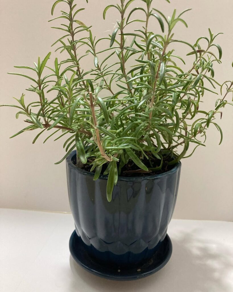 rosemary