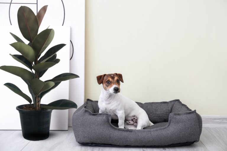 rubber plant and pets
