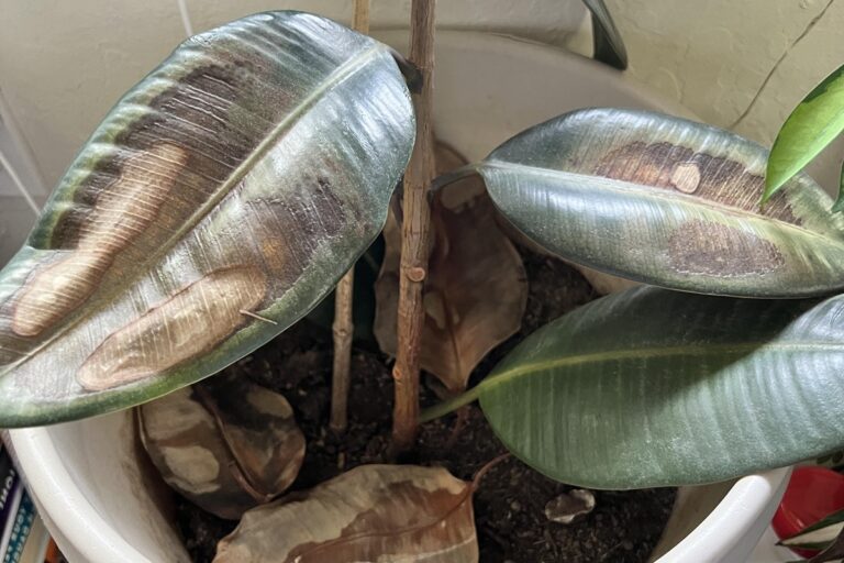 rubber plant dying