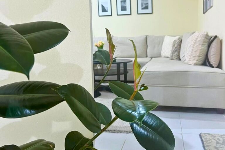 rubber plant for small spaces