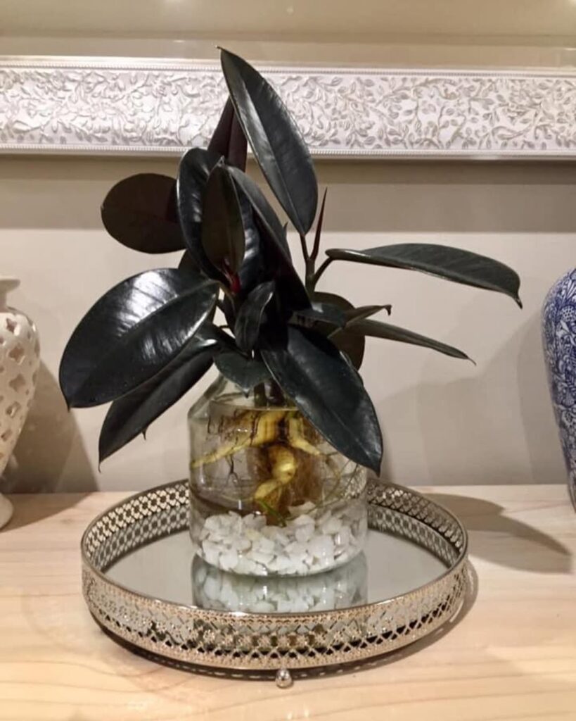 rubber plant in water