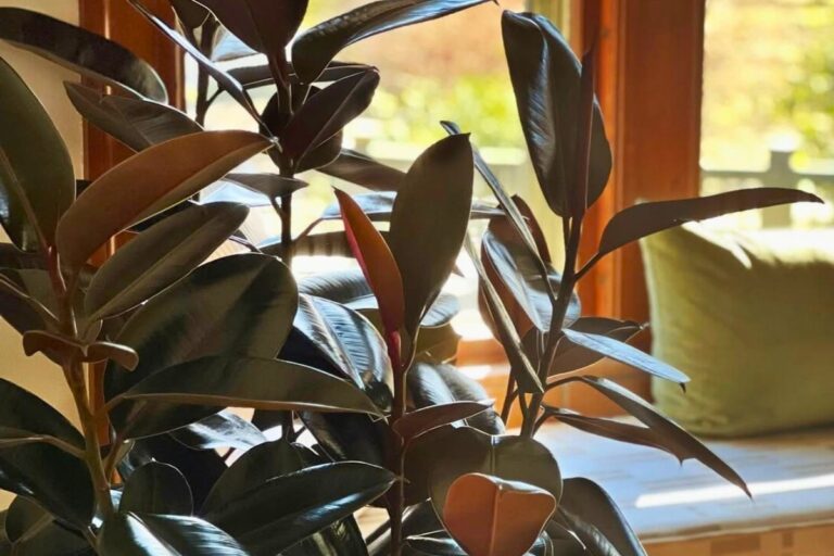rubber plant indoor care
