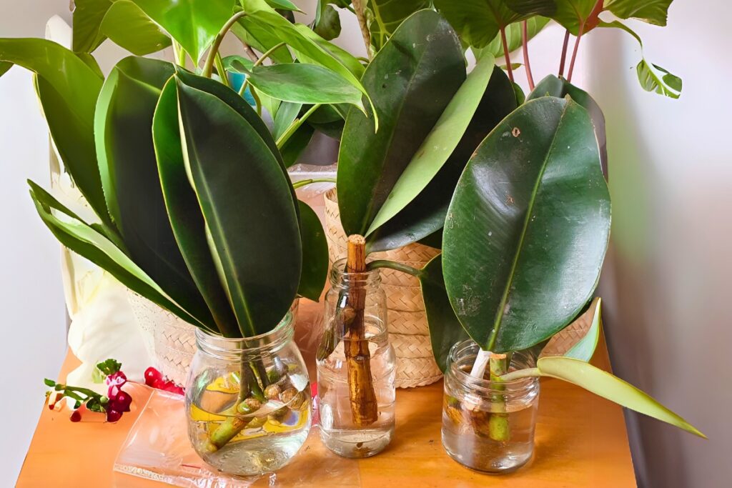 rubber plant propagation