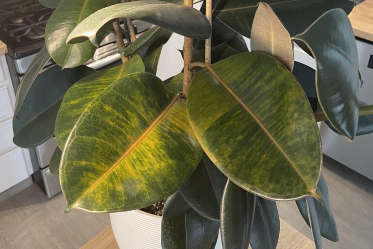 rubber plant yellow leaves