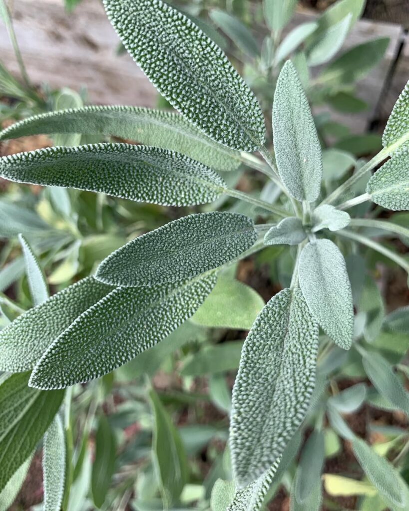 sage