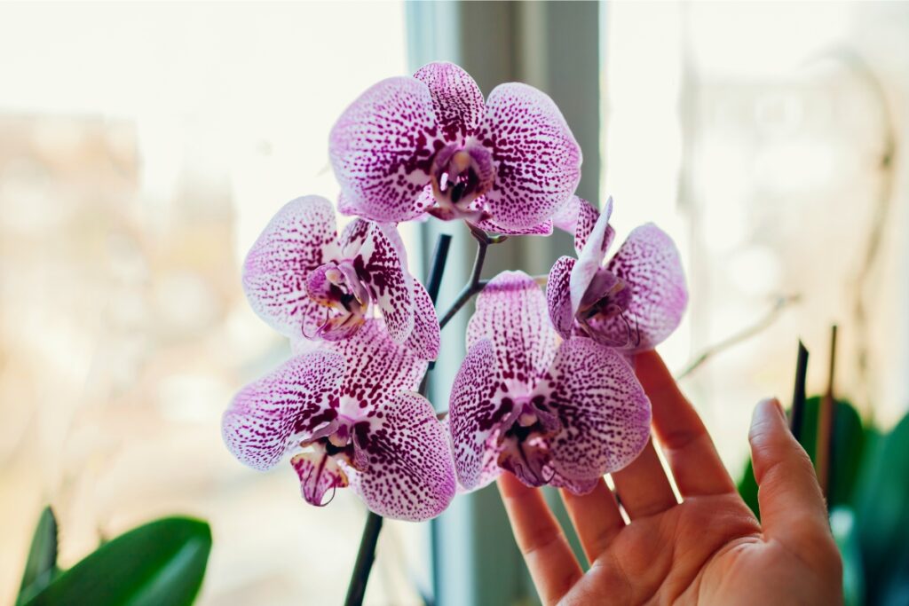 seasonal orchid care
