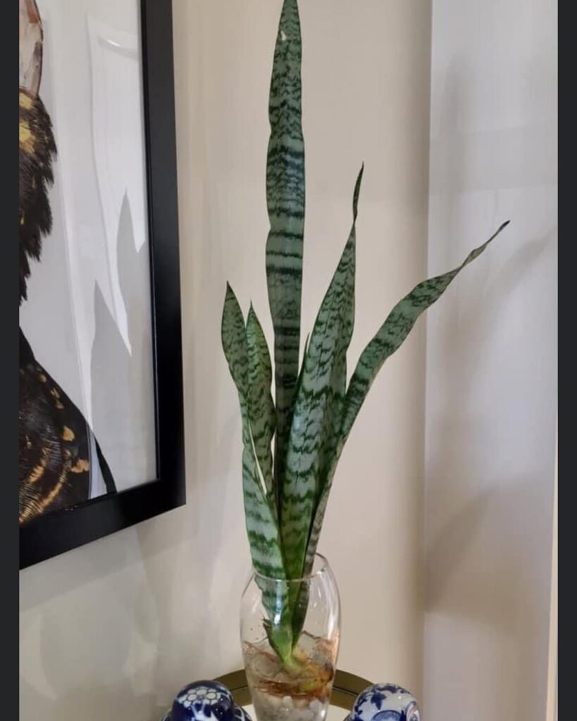 snake plant in water
